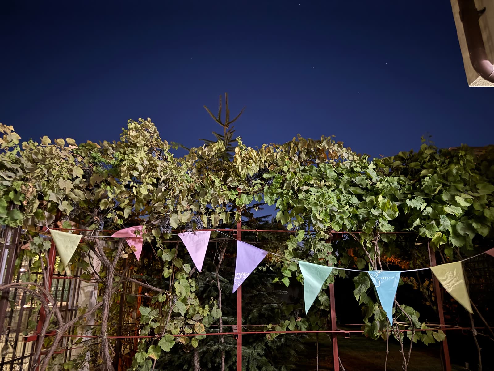 Pergola cu viță de vie și stegulețe, la lăsarea serii